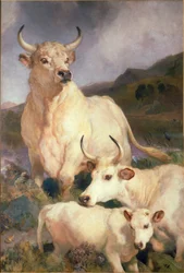 Vilda nötkreatur från Chillingham, Northumberland, ca 1867